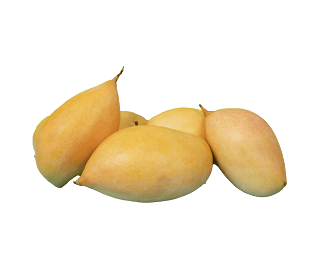 Totapuri mango (Kachi Keri)